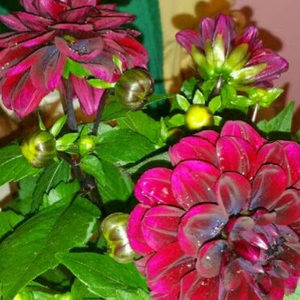 Meet your Posher, Debbie